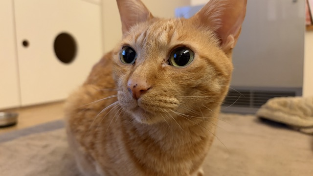 クシャミ止まらず