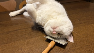 自分でできるんです | 社長日記 | ブログ | Web制作・SNS広告・経営コンサル｜広島