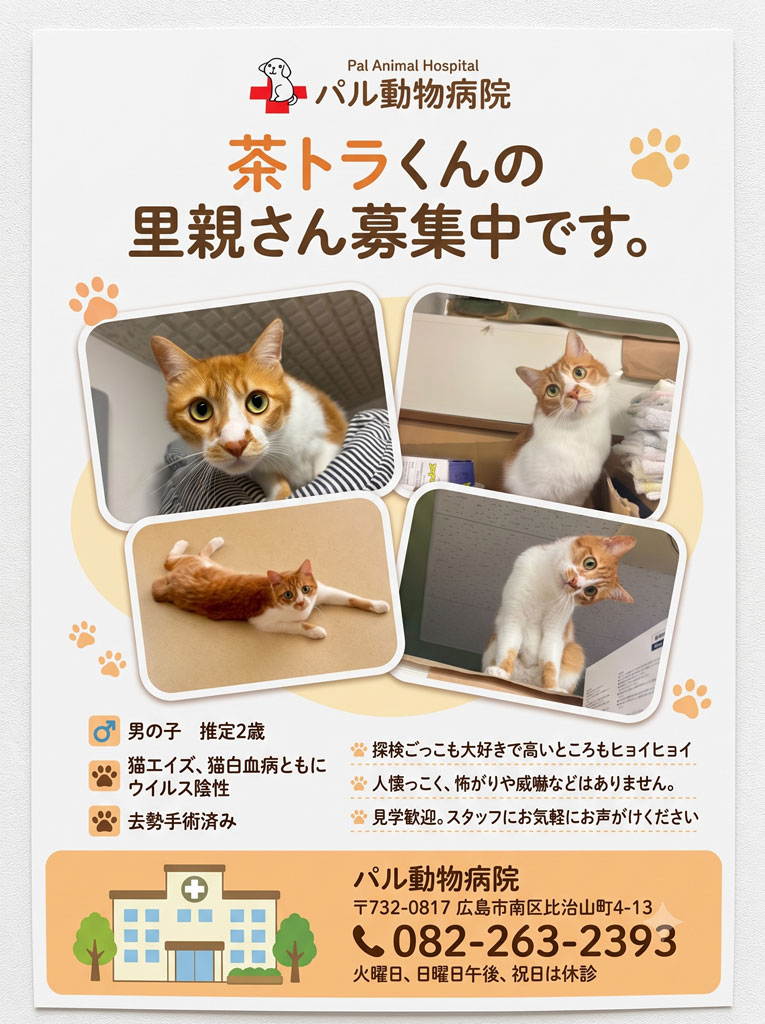 里親さん募集中です！ | 社長日記 | ブログ | Web制作・SNS広告・経営コンサル｜広島